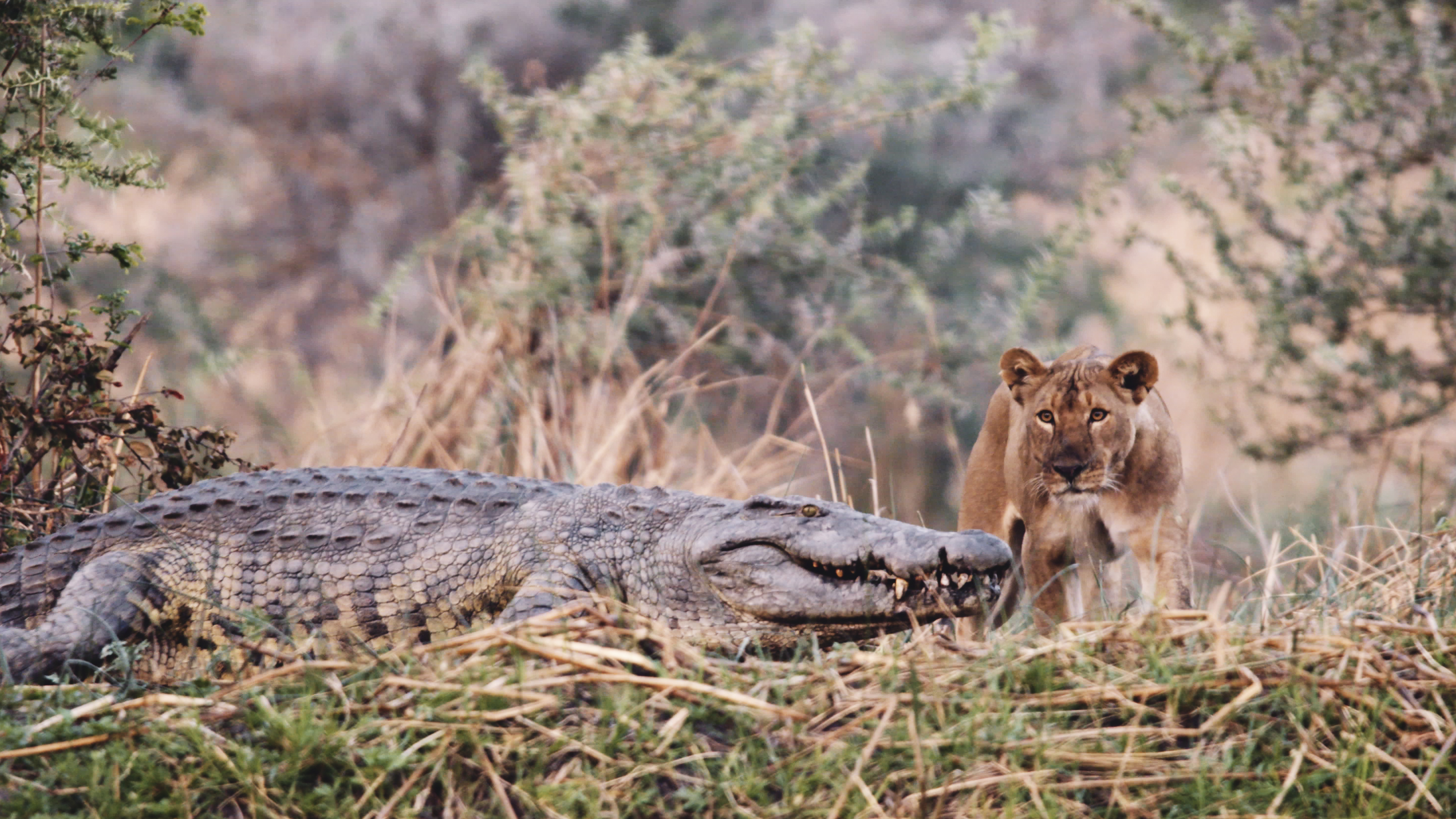 Katavi - Africa&#039;s fallen Paradise 